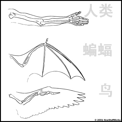 《科学存在的人外娘观察日记》漫画 第5話